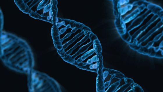 Human DNA and Intelligence